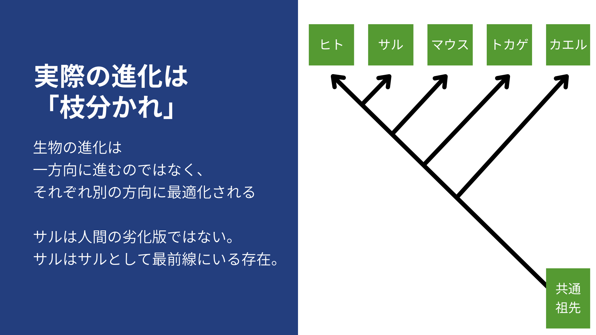 実際の進化は「枝分かれ」
